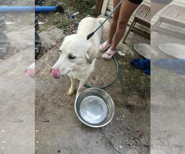 Medium Photo #2 Huskies -Unknown Mix Puppy For Sale in San Antonio, TX, USA