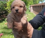 Small Photo #7 Poodle (Toy) Puppy For Sale in ORLANDO, FL, USA