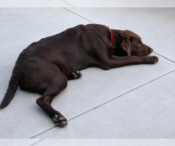 Medium Photo #4 Labrador Retriever-Unknown Mix Puppy For Sale in Clovis, CA, USA