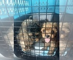 Small #9 Yorkipoo
