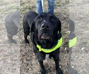 Kepsi - Male Labrador Retriever Dog for Adoption - Photo #2