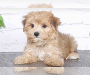 Morkie Puppy for sale in RED LION, PA, USA