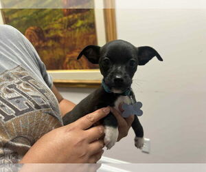 Chihuahua-Unknown Mix Dogs for adoption in Holly Springs, NC, USA