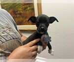 Small Chihuahua Mix