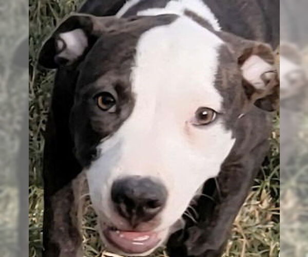 Medium Photo #1 Mutt Puppy For Sale in Canton, CT, USA