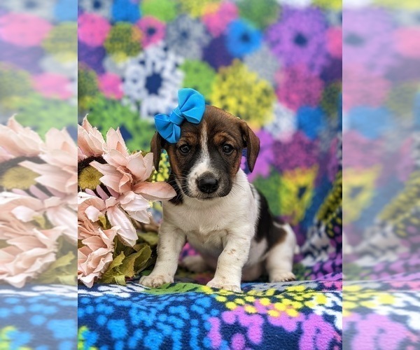 Medium Photo #2 Jack Russell Terrier Puppy For Sale in QUARRYVILLE, PA, USA