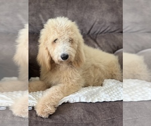 Goldendoodle Puppy for sale in MARYVILLE, MO, USA