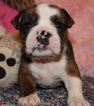 Small Photo #1 English Bulldog Puppy For Sale in LAKEWOOD VILLAGE, TX, USA