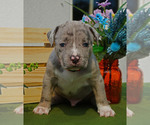 Puppy LINK American Bully