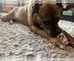 Small #5 American Staffordshire Terrier-Labrador Retriever Mix