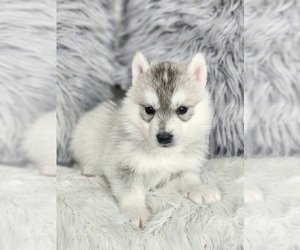 Siberian Husky Puppy for sale in KANSAS CITY, MO, USA
