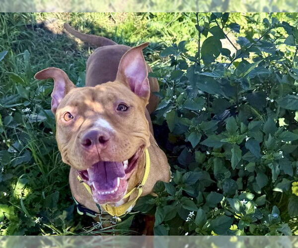 Medium Photo #2 American Pit Bull Terrier-American Staffordshire Terrier Mix Puppy For Sale in Berkeley , CA, USA