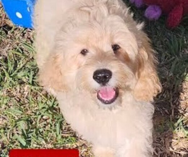 Medium Photo #1 Cockapoo (Toy) Puppy For Sale in PALM COAST, FL, USA