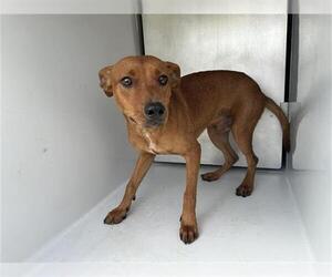 Labrador Retriever-Unknown Mix Dogs for adoption in Houston, TX, USA