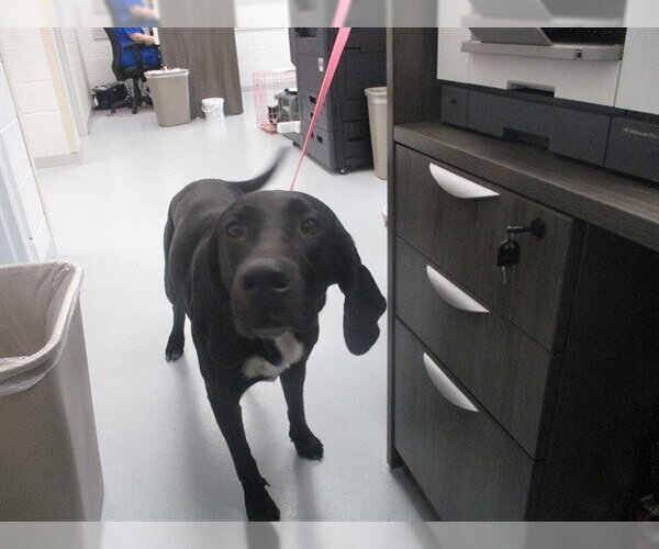 Medium Photo #1 Labrador Retriever-Unknown Mix Puppy For Sale in Ocala, FL, USA
