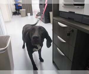 Labrador Retriever-Unknown Mix Dogs for adoption in Ocala, FL, USA