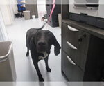 Small Labrador Retriever Mix