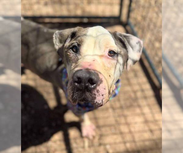 Medium Photo #15 American Pit Bull Terrier-Unknown Mix Puppy For Sale in New York, NY, USA