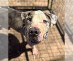 Small #14 American Pit Bull Terrier Mix