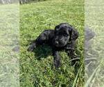 Small Photo #1 Bernedoodle Puppy For Sale in BAXLEY, GA, USA