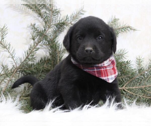 Medium Photo #4 Labrottie Puppy For Sale in SHILOH, OH, USA
