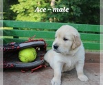 Puppy Ace Golden Retriever