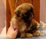 Small Photo #2 Shih Tzu Puppy For Sale in KIRKSVILLE, MO, USA