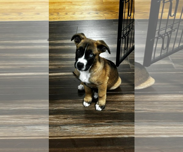 Medium Photo #1 Boxer-Unknown Mix Puppy For Sale in pomfret, CT, USA