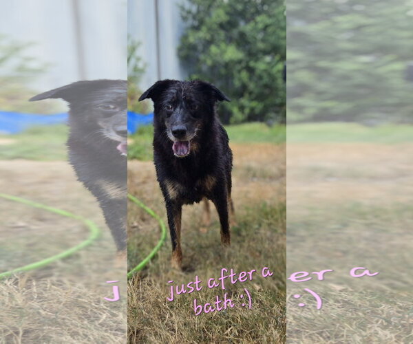 Medium Photo #1 Mutt Puppy For Sale in Jackson, MS, USA