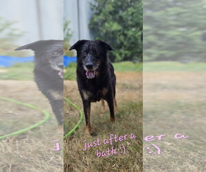 Mutt Dogs for adoption in Jackson, MS, USA