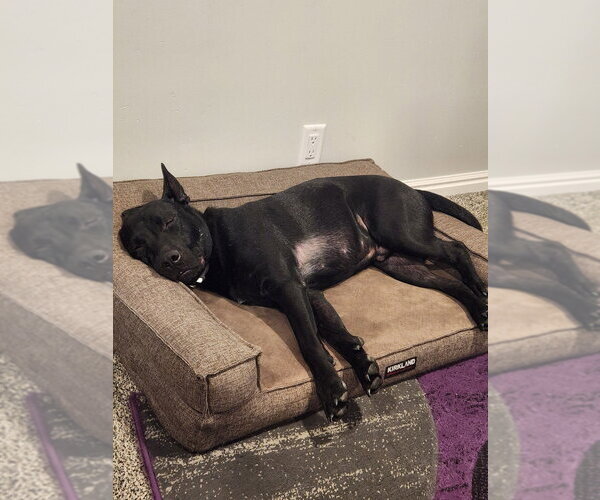 Medium Photo #3 Mutt Puppy For Sale in Salt Lake City, UT, USA