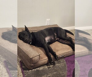 Doc - Male Mutt Dog for Adoption - Photo #3