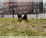 Small #1 Rottweiler