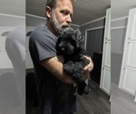 Small Photo #8 Schnauzer (Giant) Puppy For Sale in BAXLEY, GA, USA
