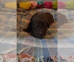 Small Photo #9 Great Dane Puppy For Sale in SPRAGGS, PA, USA