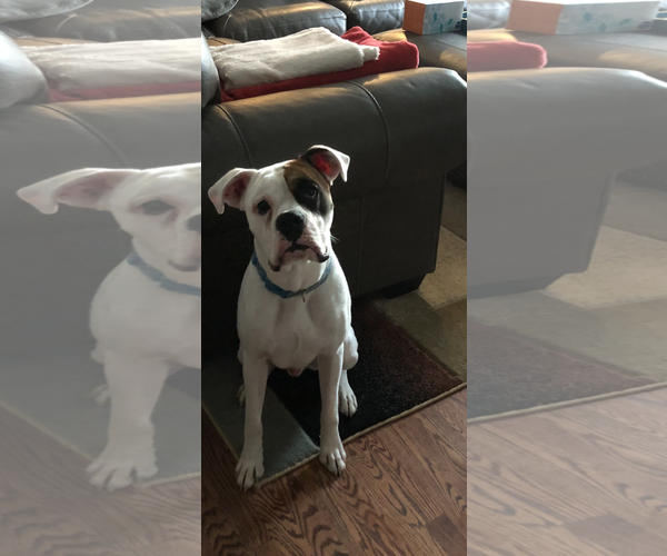 Medium Photo #2 Boxer Puppy For Sale in Woodbury, MN, USA