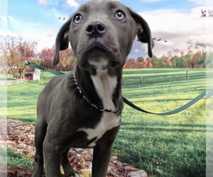 Mutt Dogs for adoption in Moreno Valley, CA, USA