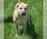 Small #2 German Shepherd Dog-Mountain Cur Mix
