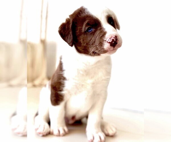 Medium Photo #6 Great Pyrenees-Unknown Mix Puppy For Sale in Dana Point, CA, USA