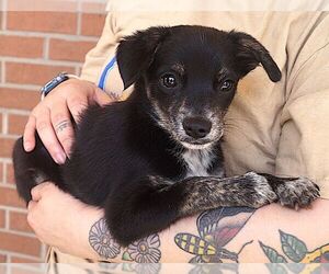 Chihuahua-Unknown Mix Dogs for adoption in Carrollton, TX, USA