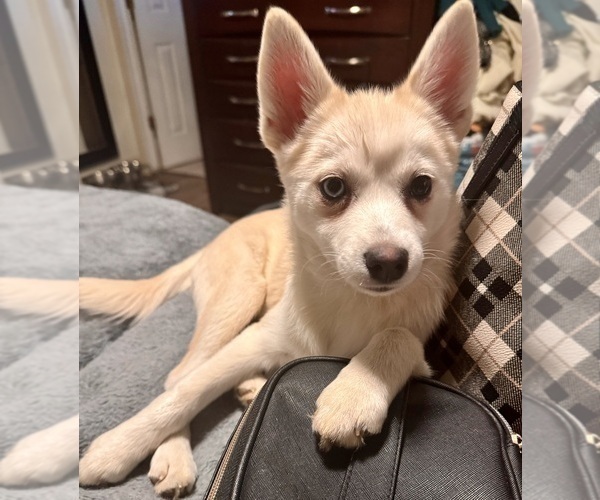 Medium Photo #243 Pomsky Puppy For Sale in LOVELAND, CO, USA