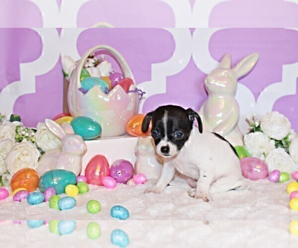 Medium Photo #11 Chihuahua Puppy For Sale in CHARLESTON, AR, USA