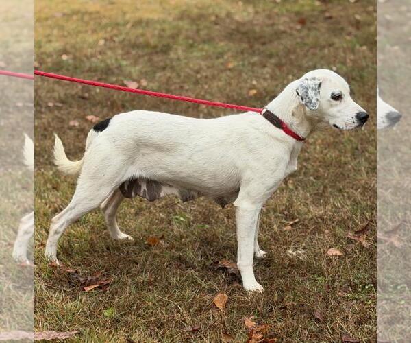Medium Photo #4 Labrador Retriever-Unknown Mix Puppy For Sale in Yardley, PA, USA