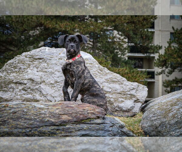 Medium Photo #4 Bull-Boxer Puppy For Sale in Brights Grove, Ontario, Canada