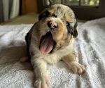 Small #3 Australian Shepherd-Miniature Australian Shepherd Mix