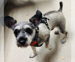 Small #2 Mutt