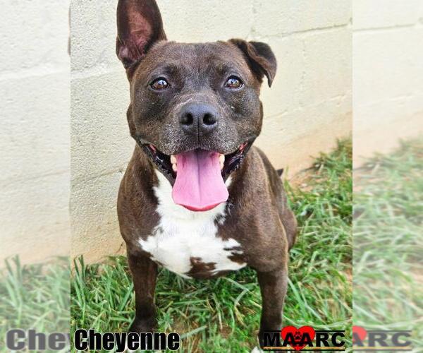 Medium Photo #2 American Pit Bull Terrier Puppy For Sale in Maryville, TN, USA