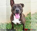 Small #1 American Pit Bull Terrier