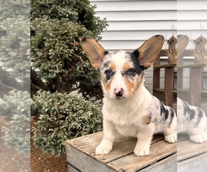 Pembroke Welsh Corgi Puppy for sale in MIDDLEBURY, IN, USA