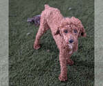 Small Photo #1 Poodle (Miniature) Puppy For Sale in GOSHEN, IN, USA